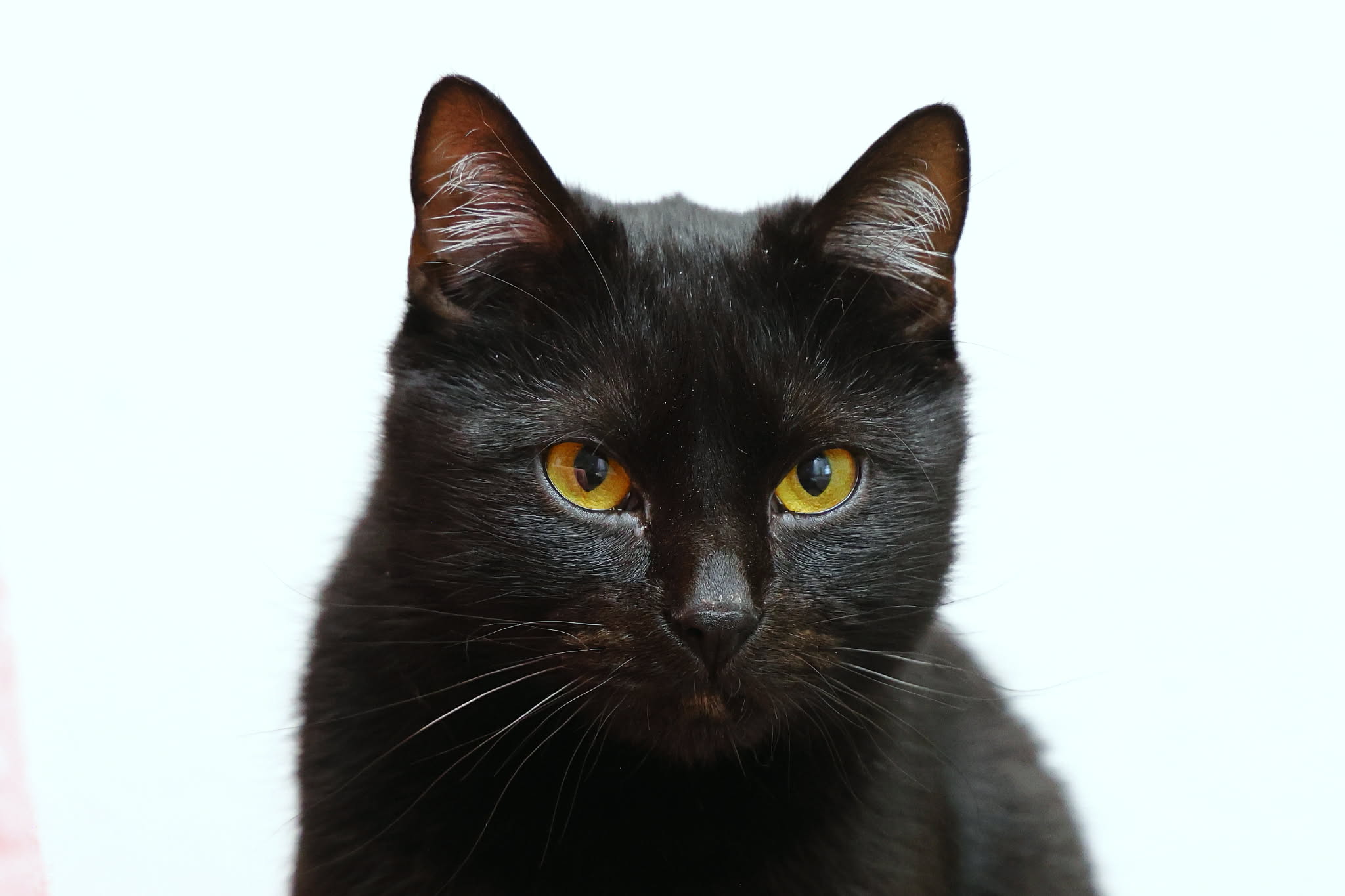 Tasmánek